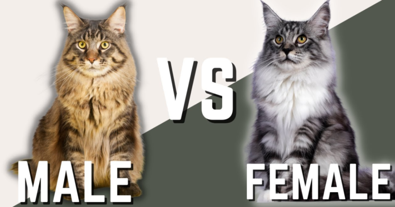 Half Breed Maine Coon Cats vs. Purebred Maine Coon Cats