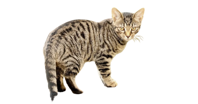 mixed breed bengal cat